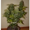 Fast Buds Grapefruit´matic Auto feminizovaná autoflowering