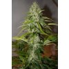 Fast Buds Grapefruit´matic Auto feminizovaná autoflowering