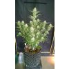 Fast Buds Grapefruit´matic Auto feminizovaná autoflowering