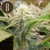 Blimburn Seeds Sour Diesel, feminizovaná