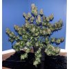 Fast Buds Girl Scout Cookies Auto feminizovaná autoflowering