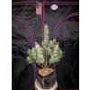 Fast Buds Girl Scout Cookies Auto feminizovaná autoflowering
