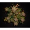 Fast Buds Lemon AK Auto feminizovaná autoflowering