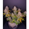 Fast Buds LSD-25 Auto feminizovaná autoflowering