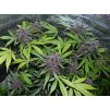 Fast Buds LSD-25 Auto feminizovaná autoflowering