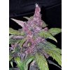 Fast Buds LSD-25 Auto feminizovaná autoflowering