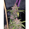 Fast Buds LSD-25 Auto feminizovaná autoflowering