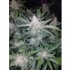 Fast Buds Mexican Airlines Auto feminizovaná autoflowering