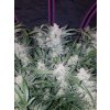 Fast Buds Mexican Airlines Auto feminizovaná autoflowering