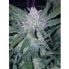 Fast Buds Mexican Airlines Auto feminizovaná autoflowering