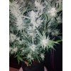 Fast Buds Mexican Airlines Auto feminizovaná autoflowering