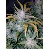 Fast Buds Mexican Airlines Auto feminizovaná autoflowering