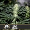 Blimburn Seeds Sour Diesel, feminizovaná