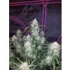 Fast Buds Pineapple Express Auto feminizovaná autoflowering