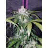 Fast Buds Pineapple Express Auto feminizovaná autoflowering