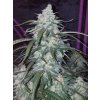 Fast Buds Pineapple Express Auto feminizovaná autoflowering