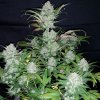 Fast Buds Pineapple Express Auto feminizovaná autoflowering