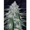 Fast Buds Pineapple Express Auto feminizovaná autoflowering