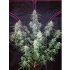 Fast Buds Pineapple Express Auto feminizovaná autoflowering