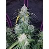 Fast Buds Pineapple Express Auto feminizovaná autoflowering