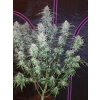 Fast Buds Pineapple Express Auto feminizovaná autoflowering
