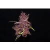 Fast Buds Purple Lemonade Auto feminizovaná autoflowering