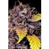 Fast Buds Purple Lemonade Auto feminizovaná autoflowering