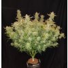 Fast Buds Rhino Ryder Auto feminizovaná autoflowering