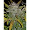 Fast Buds Rhino Ryder Auto feminizovaná autoflowering