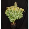 Fast Buds Rhino Ryder Auto feminizovaná autoflowering