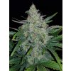Fast Buds Rhino Ryder Auto feminizovaná autoflowering