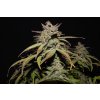 Fast Buds Smoothie Auto feminizovaná autoflowering