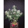 Fast Buds Stardawg Auto feminizovaná autoflowering