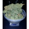Fast Buds Stardawg Auto feminizovaná autoflowering
