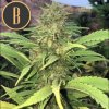 Blimburn Seeds Santa Muerte, feminizovaná