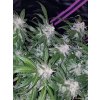 Fast Buds Tangie Matic Auto feminizovaná autoflowering
