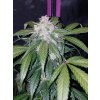 Fast Buds Tangie Matic Auto feminizovaná autoflowering