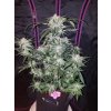 Fast Buds Tangie Matic Auto feminizovaná autoflowering