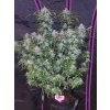 Fast Buds Tangie Matic Auto feminizovaná autoflowering