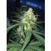 Fast Buds West Coast O.G. Auto feminizovaná autoflowering