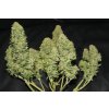 Fast Buds West Coast O.G. Auto feminizovaná autoflowering
