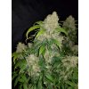 Fast Buds Zkittlez Auto feminizovaná autoflowering