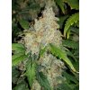 Fast Buds Zkittlez Auto feminizovaná autoflowering