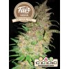 fair seeds auto big evil xxl 2024