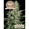 fair seeds auto critical 2024