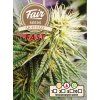 fair seeds AK 47 FAST 2024