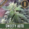 Blimburn Seeds Sweety Auto, feminizovaná autoflowering  semena konopi