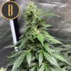 Blimburn Seeds Sweety Auto, feminizovaná autofloweringsemena konopi marihuany