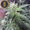 Blimburn Seeds Sweety Auto, feminizovaná autoflowering