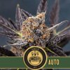 Blimburn Seeds Tangie Auto, feminizovaná autoflowering
